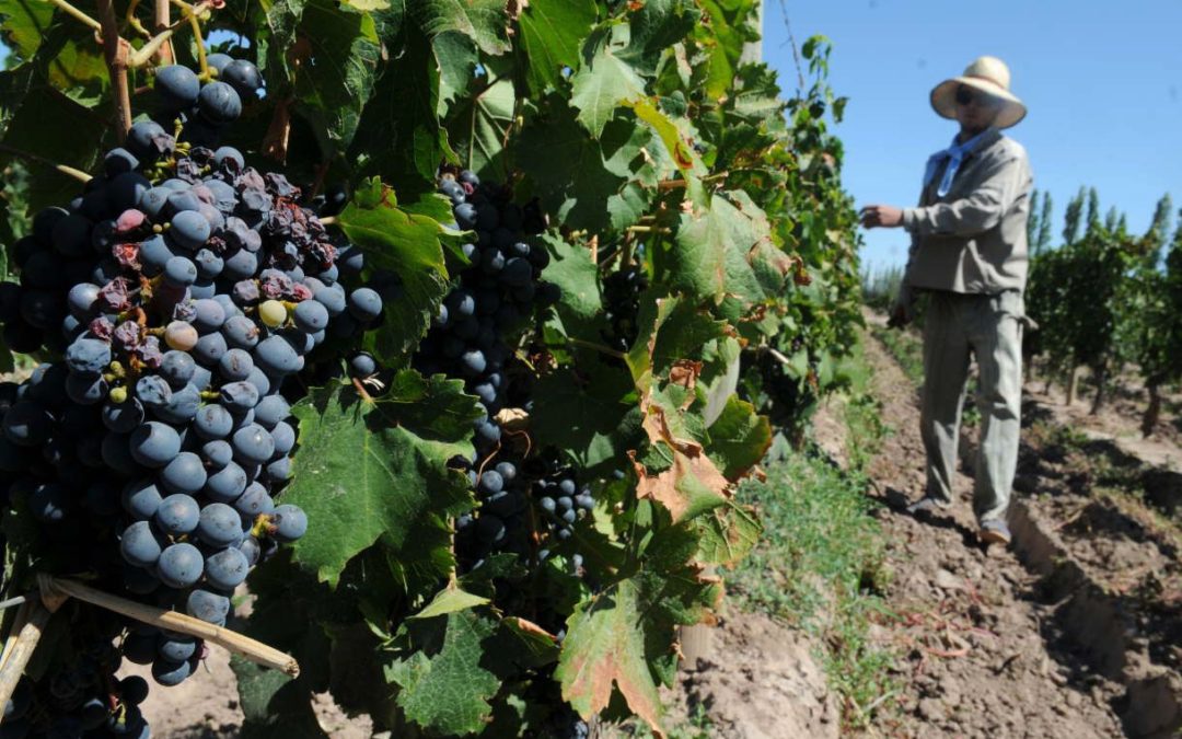 Fondo Compensador Agrícola 2024/25: extienden las inscripciones hasta el 30 de agosto