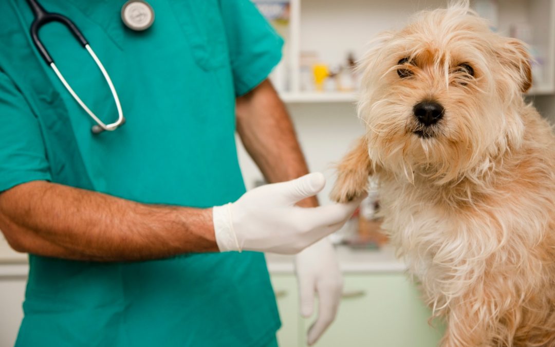 Abril suma nuevos operativos de castración gratuita con la veterinaria móvil en Tunuyán