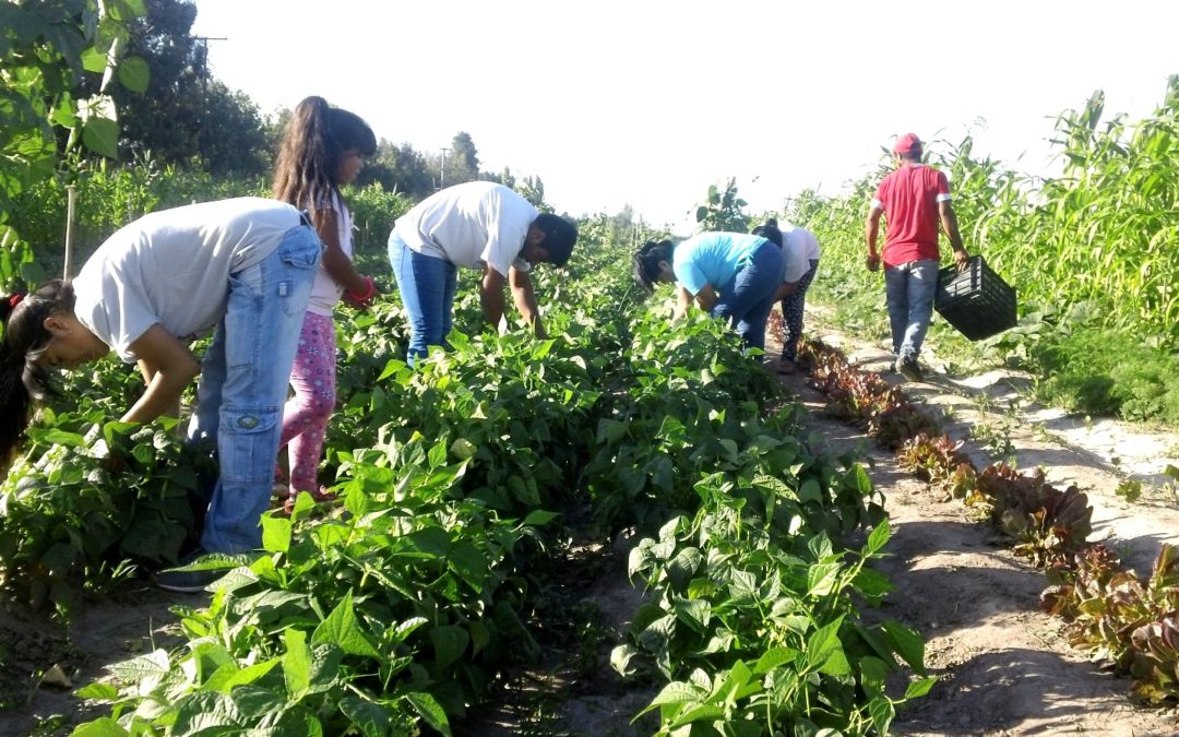Realizaron un diagnóstico sobre el uso de buenas prácticas agrícolas en la horticultura mendocina