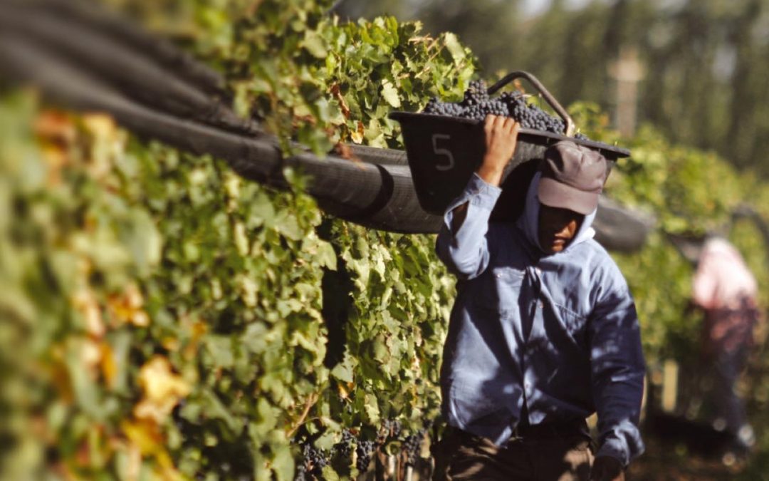 Este 26 de agosto es el Día de la Variedad Cabernet Sauvignon