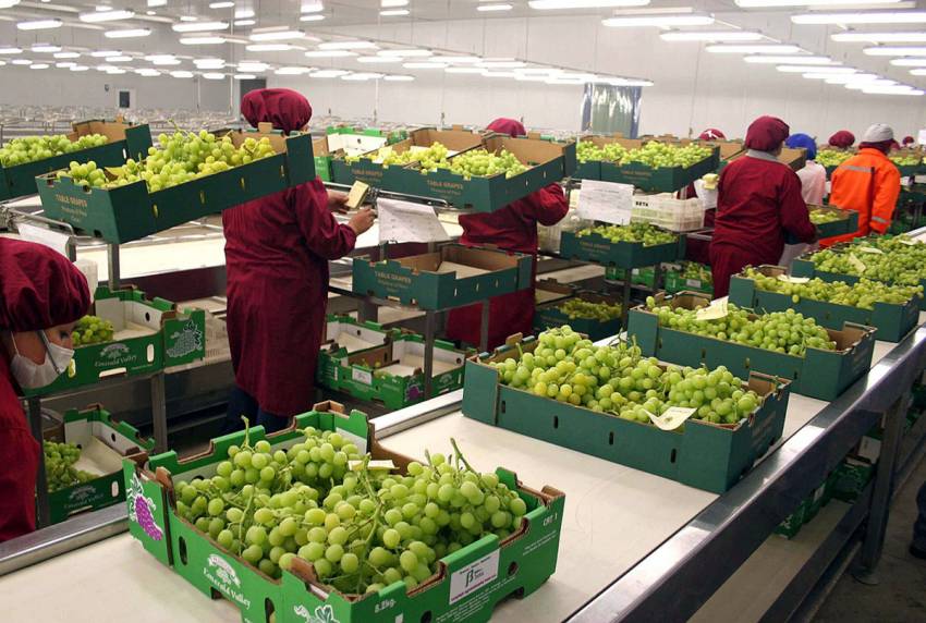 Comercio de uva para consumo en fresco de Mendoza y San Juan: el Senasa busca prevenir la difusión de Lobesia botrana