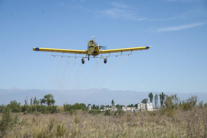 Iscamen:  alerta para el control de la plaga Lobesia botrana en todo el territorio provincial