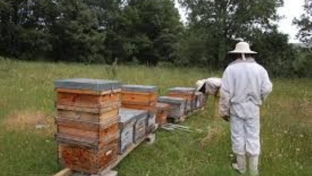 Cuidado de las abejas: Recomendaciones ante la aparición de enjambres en viviendas o zonas públicas