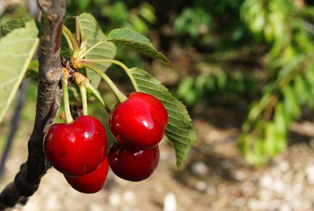 Mendoza será sede del 2º Seminario Internacional de Cerezas Frescas Tempranas