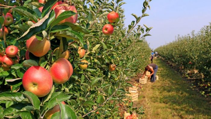 La exportación de peras y manzanas creció 6,5% hasta mayo