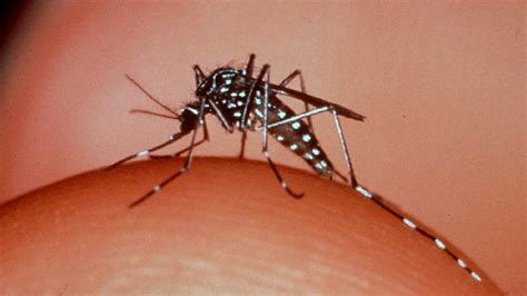 Hay más de 1.500 casos de dengue confirmados en el país y 5.000 sospechosos en Misiones