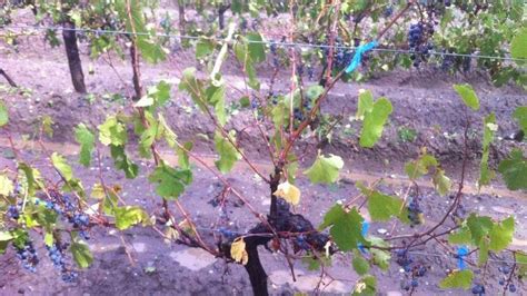 Contingencias Climáticas brindó asistencia a productores afectados por el granizo