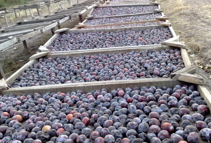 Lanzan beneficio para productores e industriales de ciruela de Mendoza
