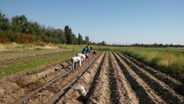 Mendoza busca ampliar la superficie cultivada con productos orgánicos