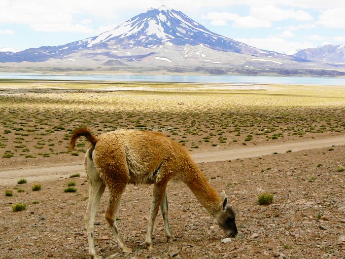 Diputados: despacho favorable a declarar de interés el “Manual de Educación Ambiental”