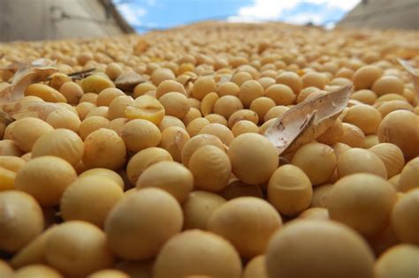 Argentina importará soja de EEUU después de 20 años