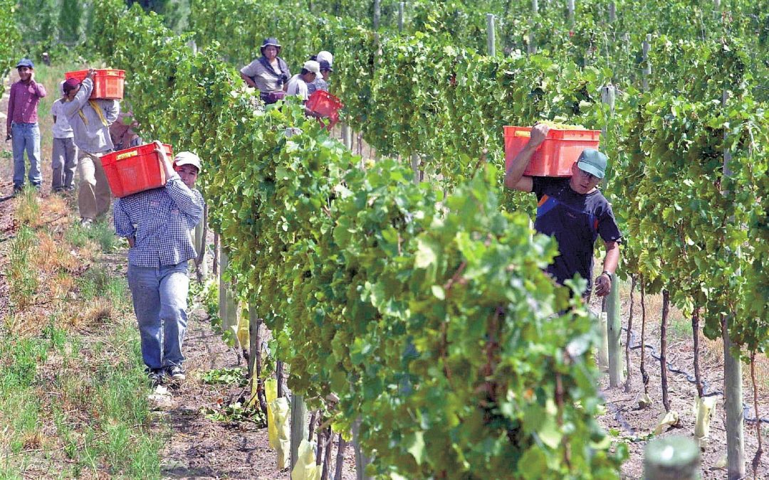 Día del empleado vitivinícola: el feriado será el 30 de enero