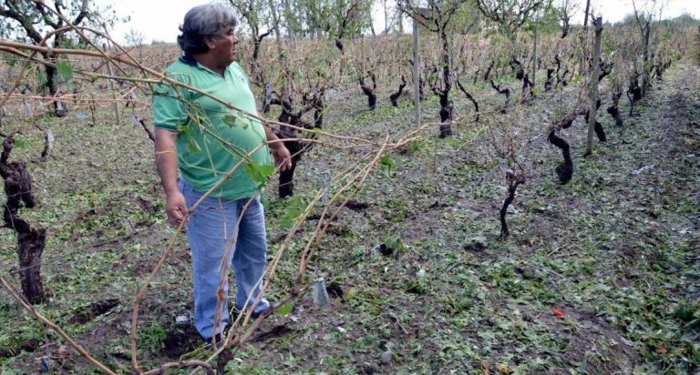 Mañana vence el plazo para adherirse al seguro agrícola en la provincia de Mendoza