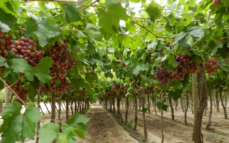 Se encuentra abierta la inscripción para que los productores de uva en fresco puedan comercializar el producto