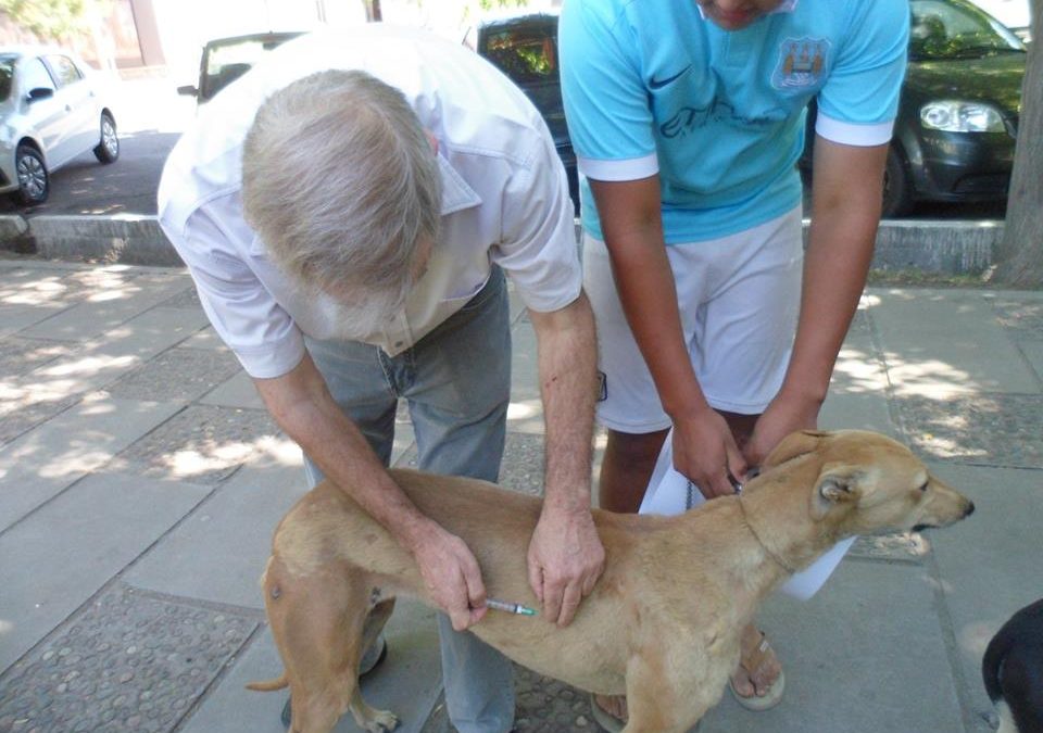 Mendoza avanza hacia la «Ley Ágata»: despacho favorable para endurecer las penas por maltrato animal