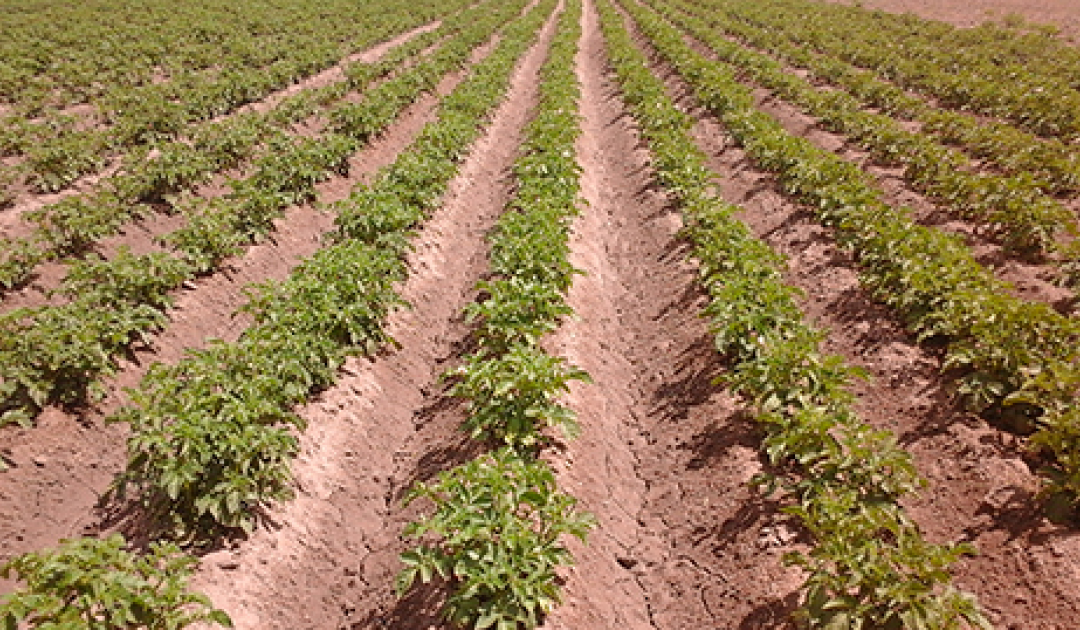 Los productores agropecuarios argentinos esperan peores resultados económicos a los obtenidos el año pasado