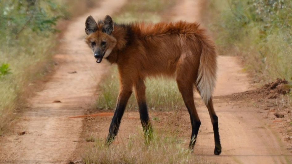 Un grupo de adolescentes mató a palazos a un animal en peligro de extinción