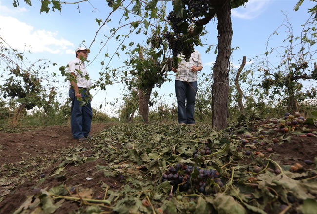 Emergencia Agropecuaria: están disponibles certificados de daños superiores al 80%