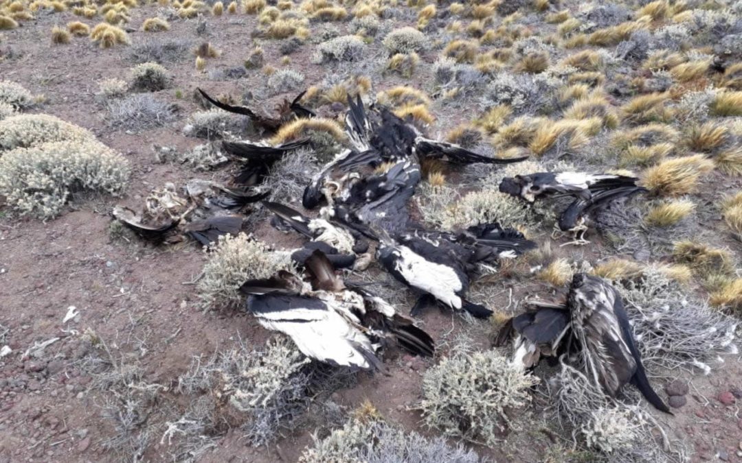 Envenenaron a 23 cóndores en la Patagonia