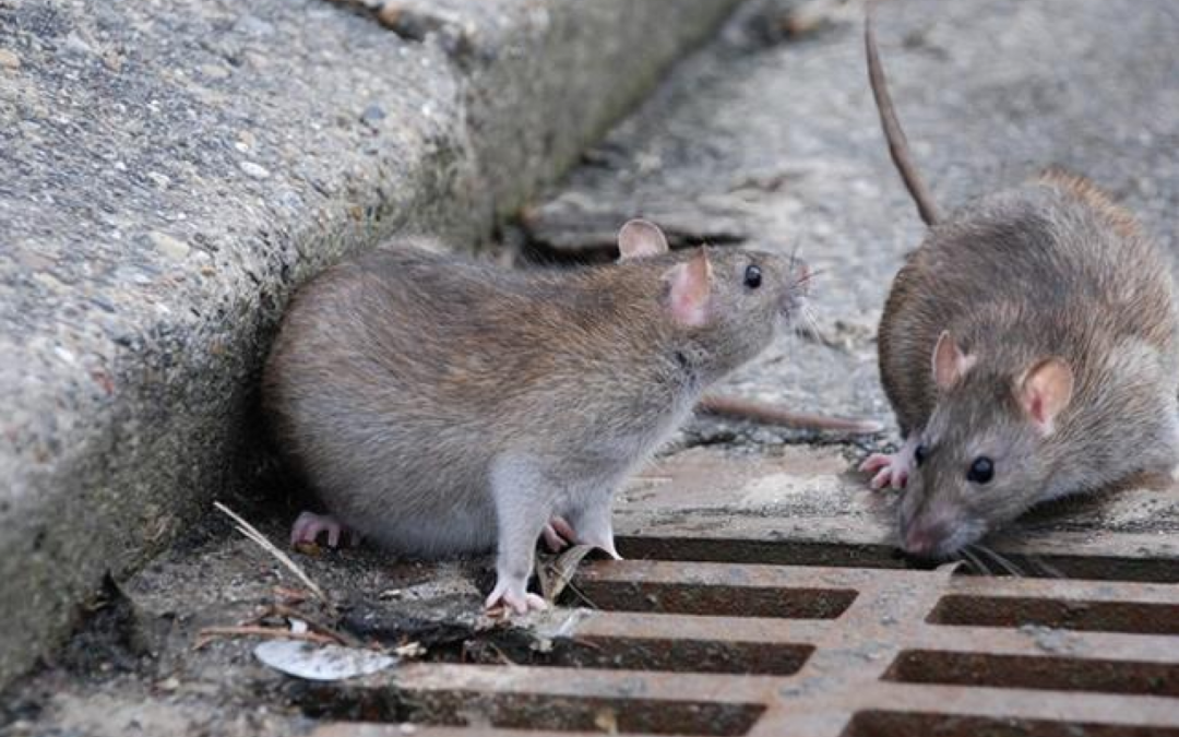 Confirmaron el quinto caso de hantavirus en la provincia de Buenos Aires