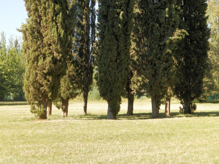 Tunuyán: concluyó la Semana del Árbol con la entrega de más de 1.600 ejemplares