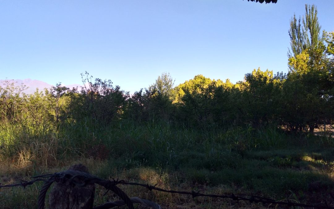 Mendoza: lunes con poca nubosidad y temperaturas por encima de los 30 grados