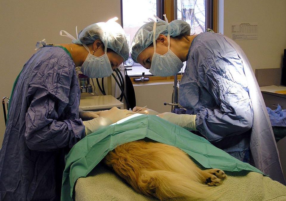 Efemérides: 6 de agosto , Día del Veterinario