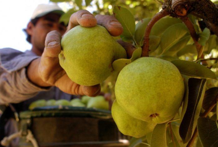 Temporada de peras, conocé los beneficios de consumir esta fruta dulce