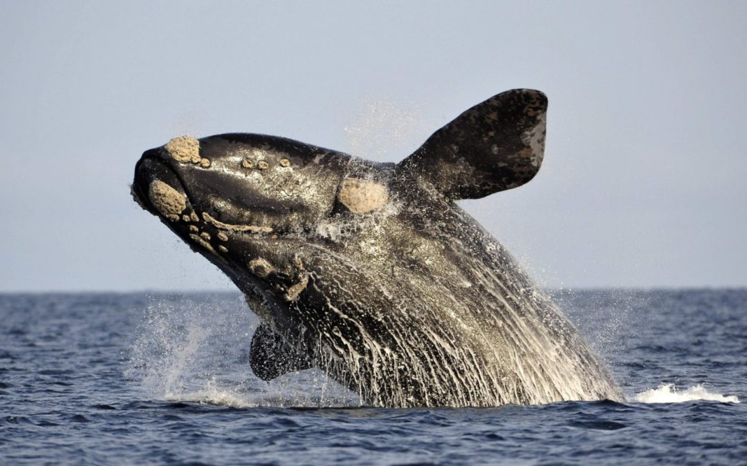 Efemérides: 23 de julio, Día Internacional contra la caza de Ballenas