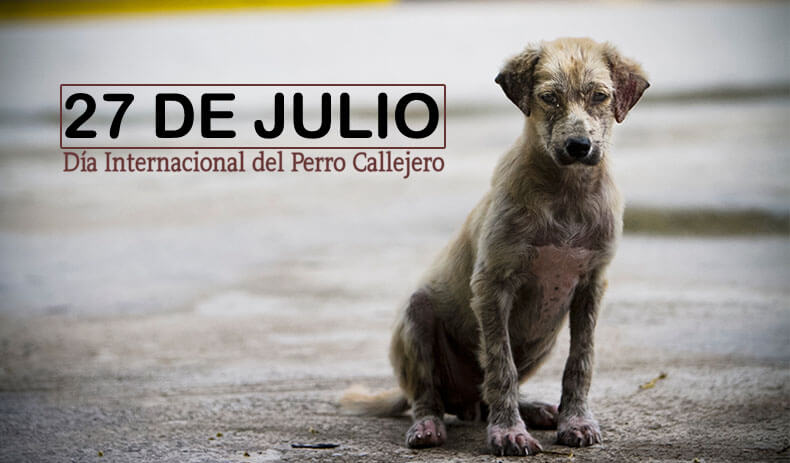 Efemérides: 27 de julio, Día Internacional del Perro Callejero