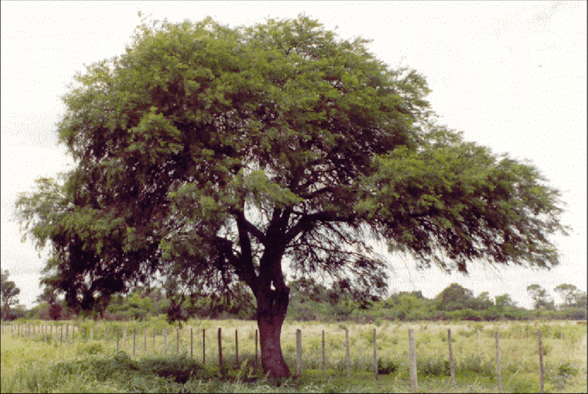 Efemérides: 29 de agosto, Día del Árbol