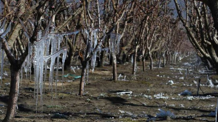 Conocé los beneficios para los productores que sufrieron las heladas tardías durante el 2020