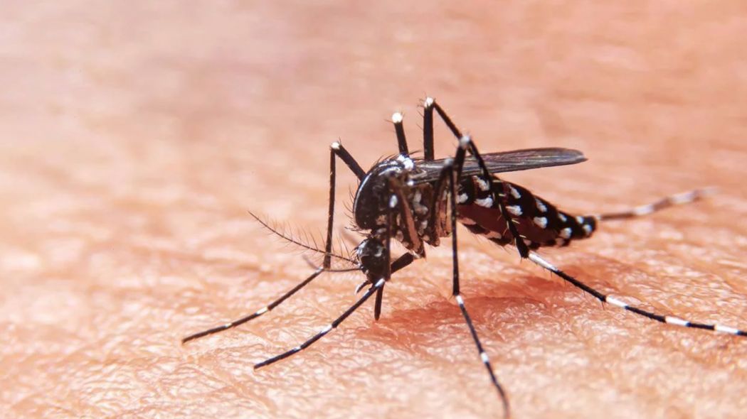 En Santa Fe, hay más de 1.000 casos de dengue en la provincia