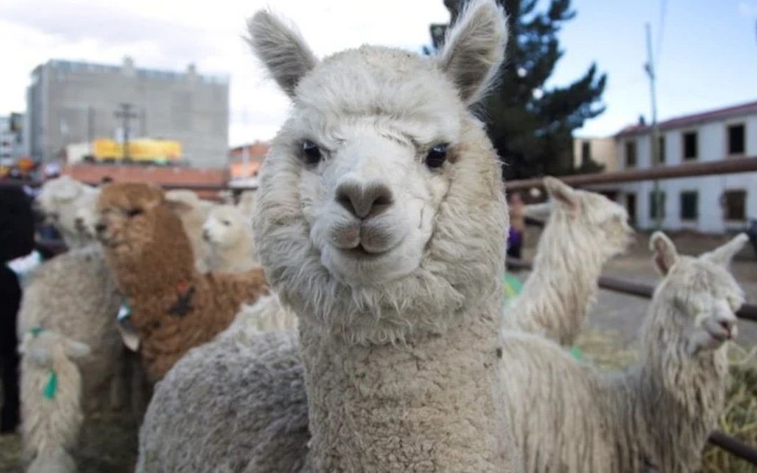 En la sangre de las llamas podría estar la clave para vencer al coronavirus