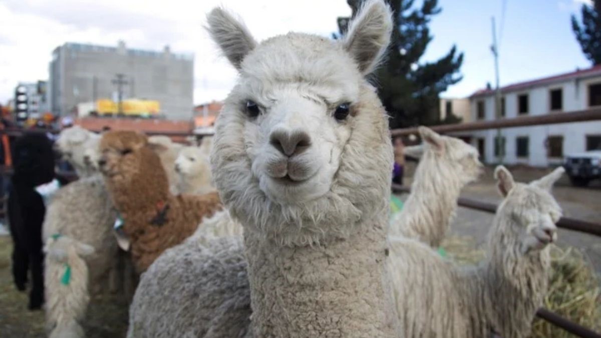 Porque Se Les Llama Panchitos A Los Sudamericanos
