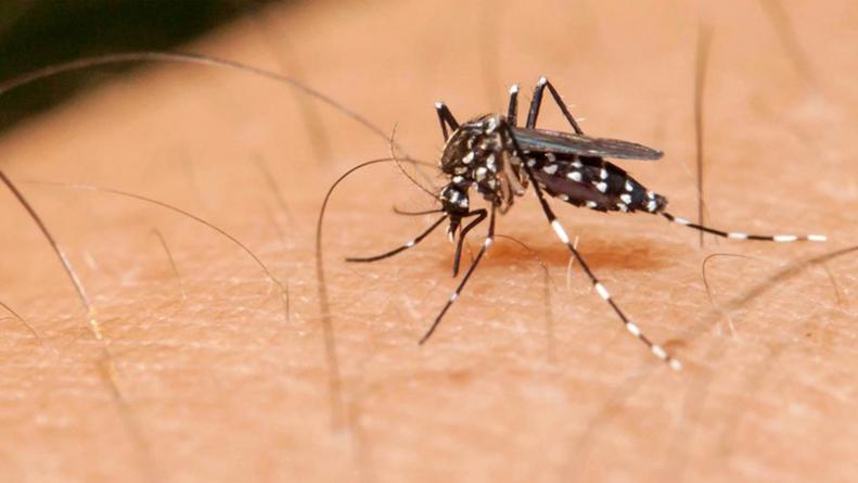 Preocupa el regreso del dengue durante el verano