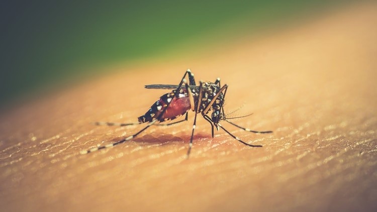 Científicos advierten que el mosquito del dengue se adaptó para sobrevivir al frío