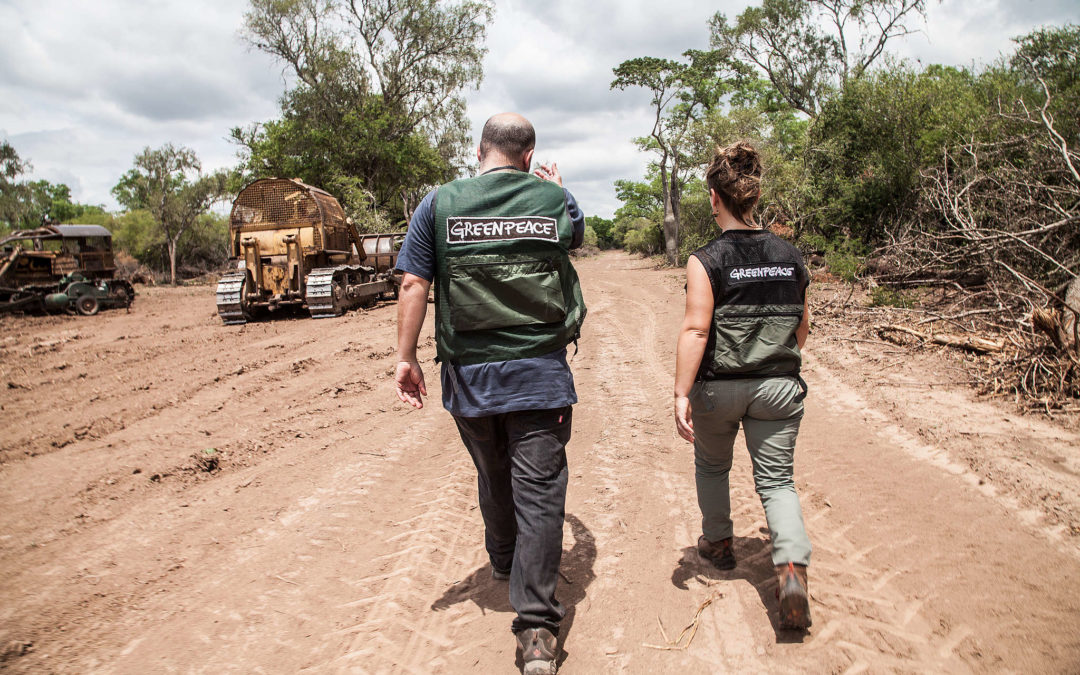 Greenpeace denuncia que aprovechan la cuarentena para deforestar el norte argentino
