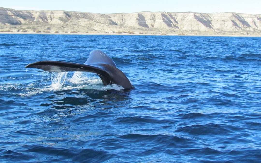 Efemérides: 23 de julio, Día Internacional contra la caza de ballenas