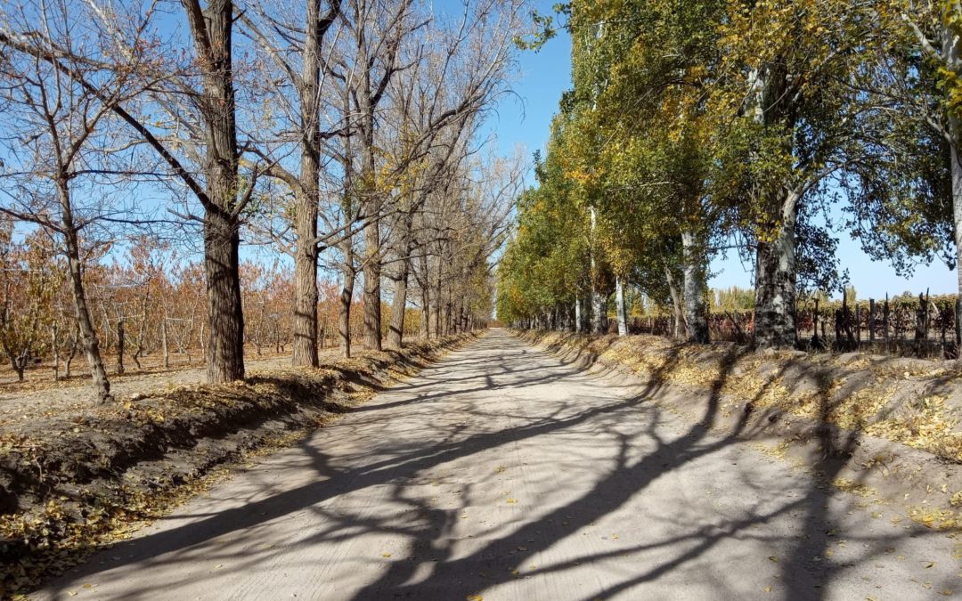 Viernes con leve ascenso de la temperatura en Mendoza