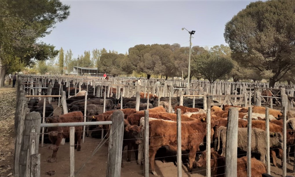 Desde el inicio de la cuarentena aumentó 20,7 % el precio de la carne