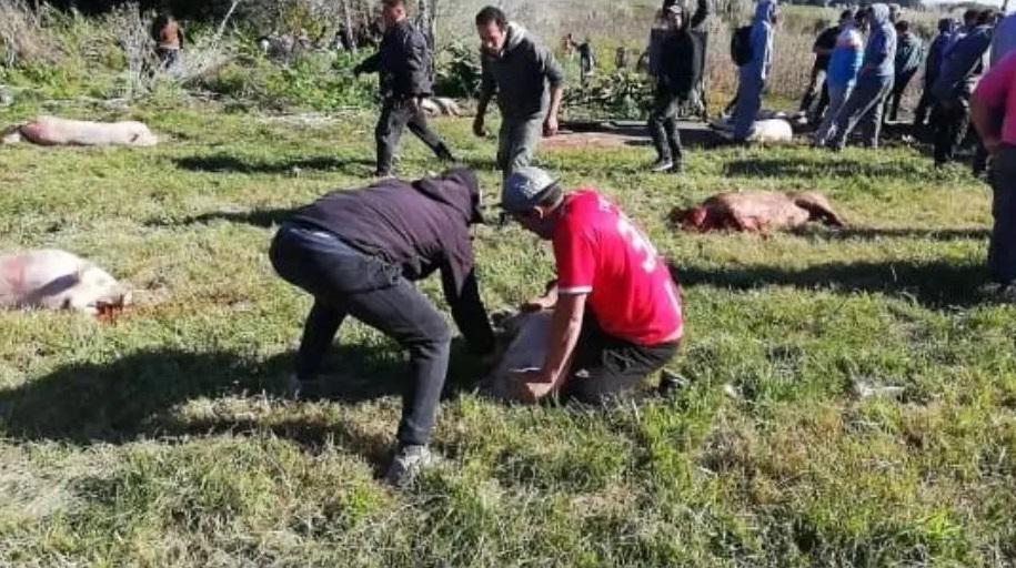 Volcó un camión con chanchos y los vecinos de la zona los carnearon