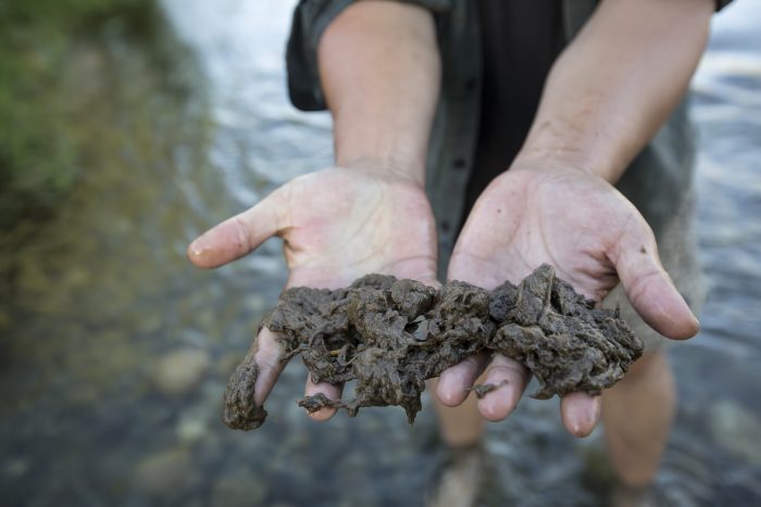 Continúan con los operativos de pesca para combatir el alga Didymo en el Manzano Histórico
