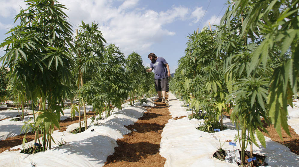 Autorizan cultivo de marihuana para salir de la crisis económica