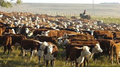 Declaran la emergencia agropecuaria en una provincia de Cuyo