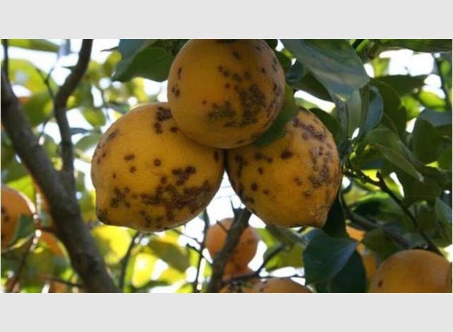 Suspenden la exportación de limones a Europa por la “mancha negra”