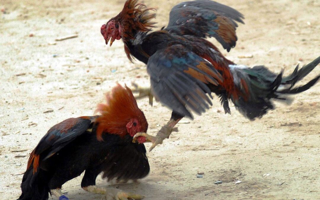 Detuvieron a 40 personas en plena riña de gallos por maltrato animal y violación de cuarentena