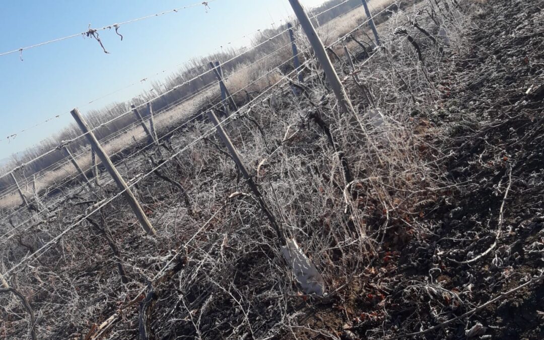 El Valle de Uco volvió a amanecer bajo cero: mínimas de hasta -8,4 °C