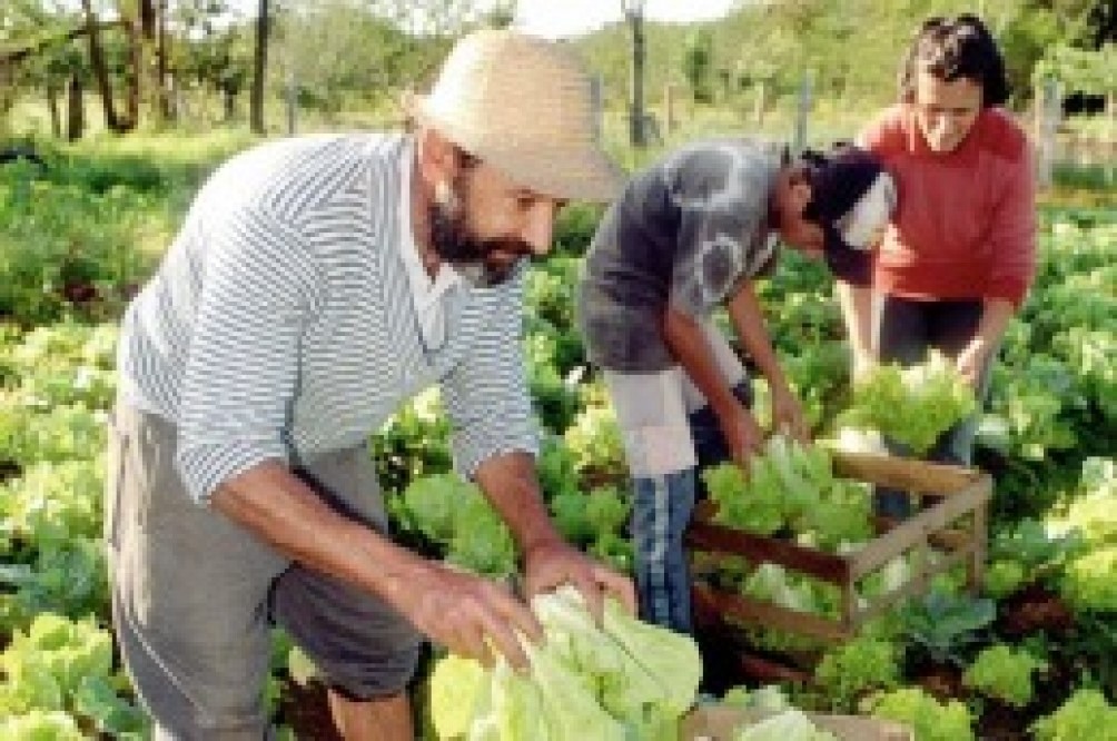 Fue presentado el Programa Sembrar Soberanía Alimentaria