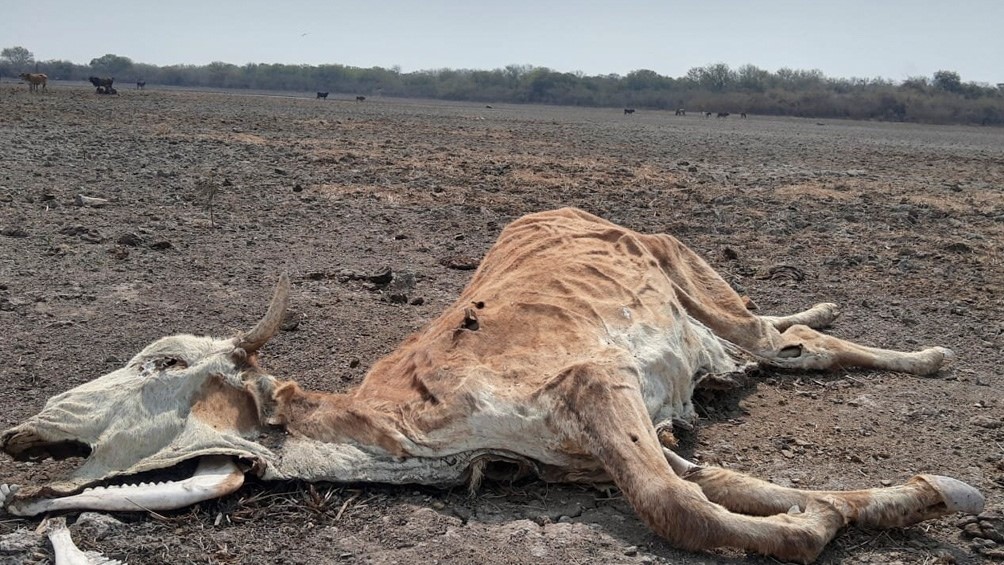 La sequía empuja a la desesperación a campesinos del norte argentino